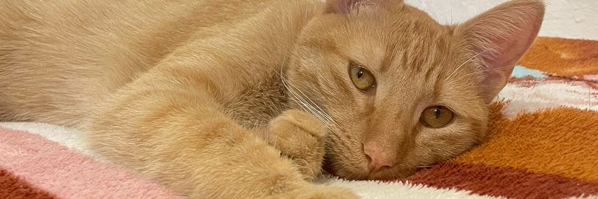 BrisaaVeron's profile banner image