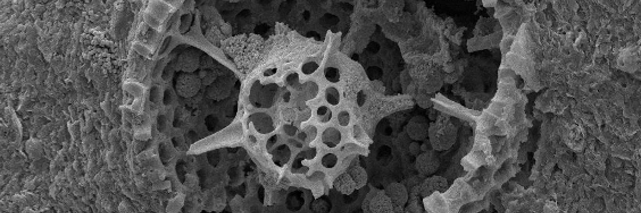 Jean-Michel Pereira banner