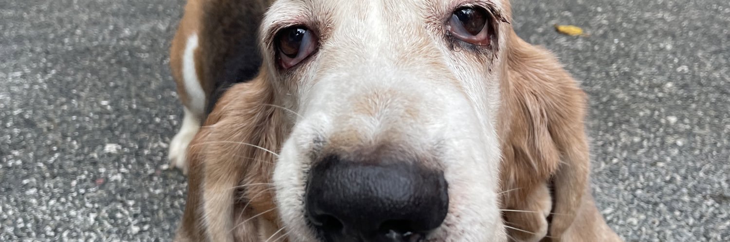 bestmaiaever's profile banner image