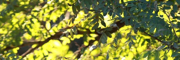 Jinger9037 Profile Banner