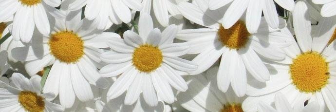 Beebahmd's profile banner image