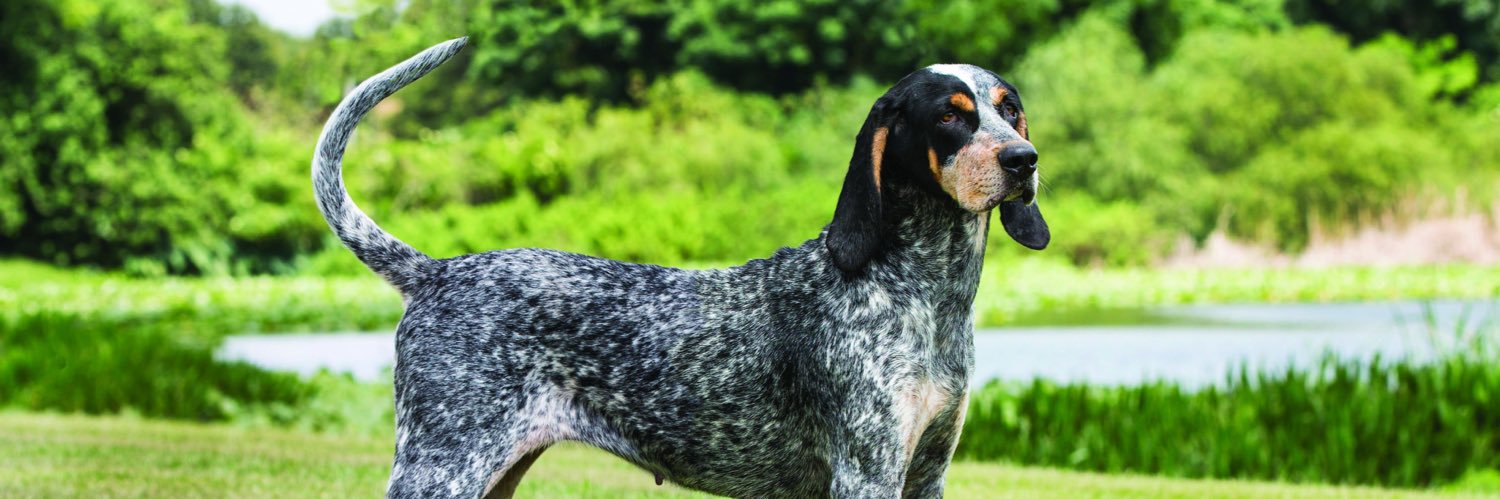 Yoda Lisque #BlueTick account banner