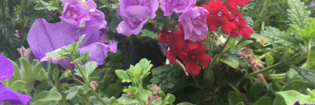 Daniellepurslow's profile banner image