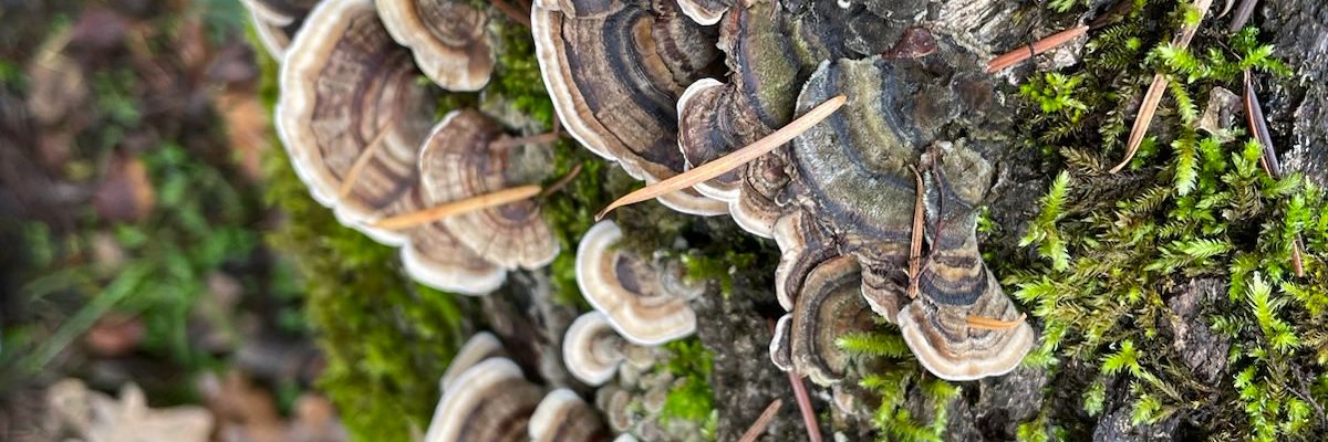 integrated daddy banner