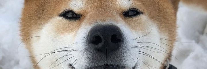 Prailnka's profile banner image