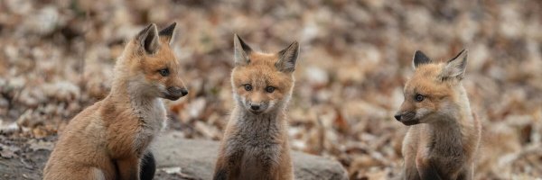 FlorentChardo Profile Banner