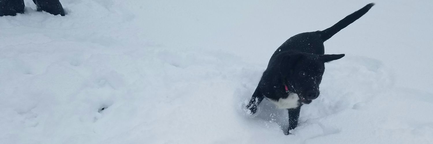 SheepleDX's profile banner image