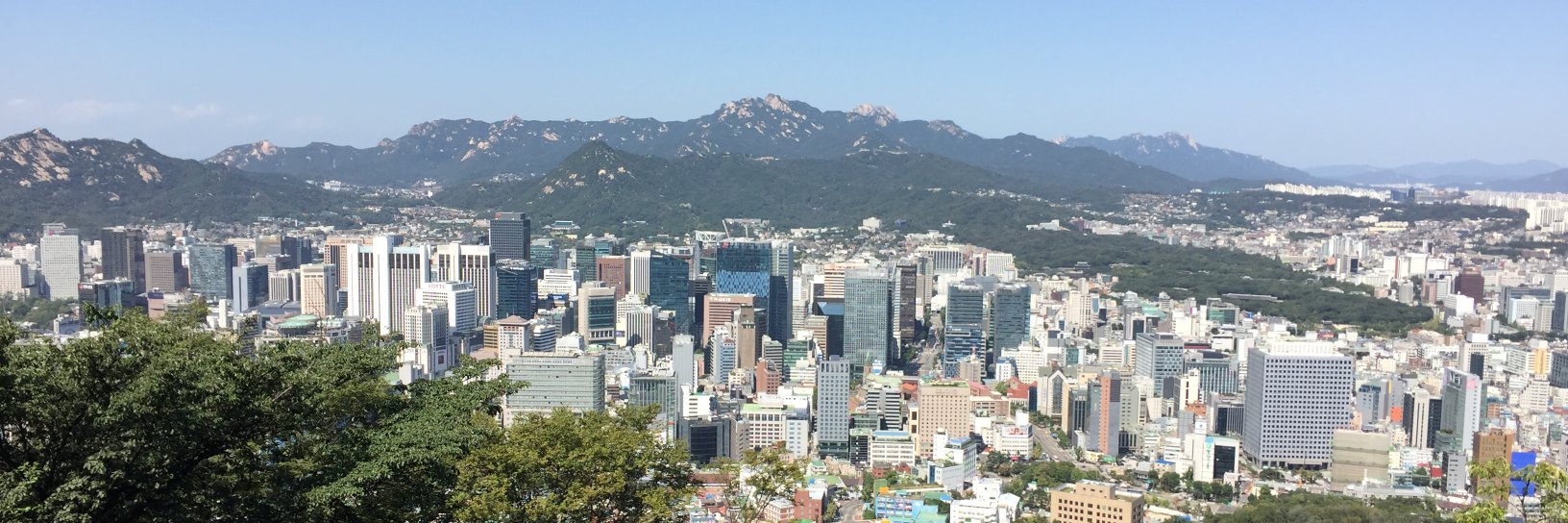 Bougainvillier banner
