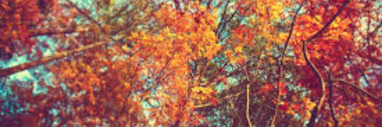 stinabeana_'s profile banner image