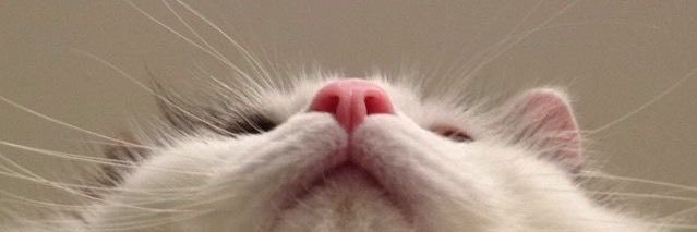 srhndyni's profile banner image