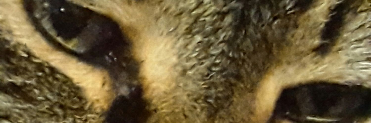 monmirco's profile banner image