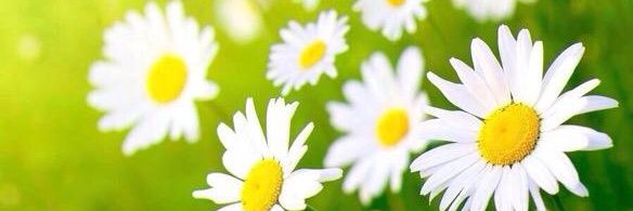Ines918's profile banner image