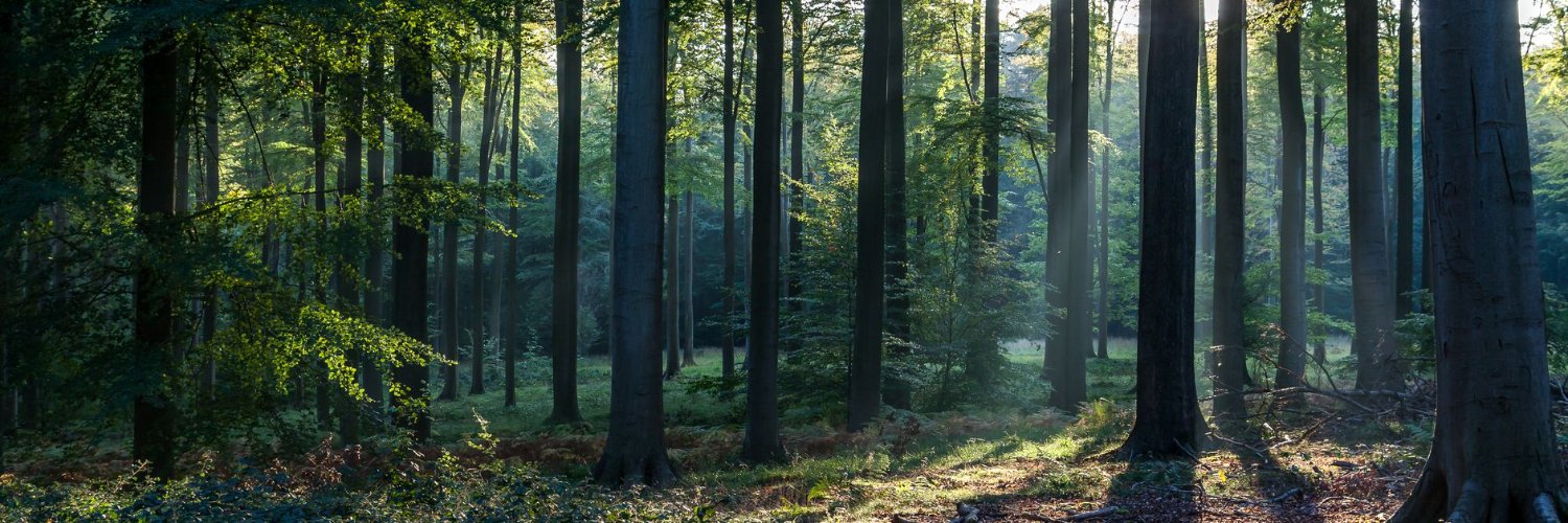 Edge of NFT Living Tree banner