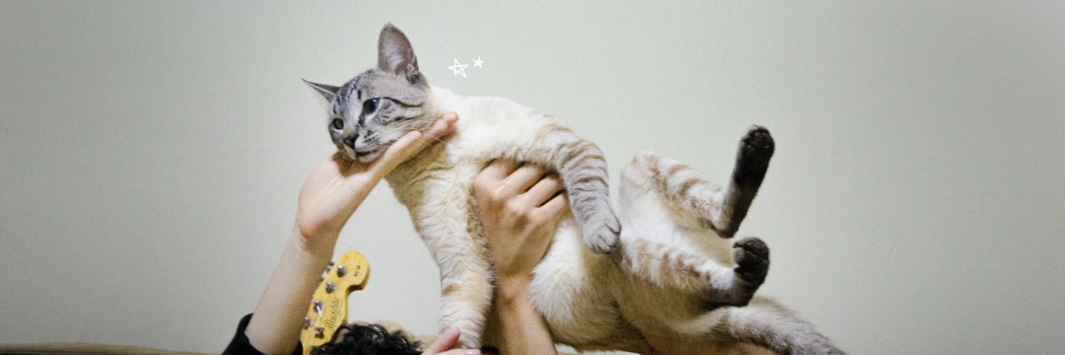 chococorn, a banda🐈's banner