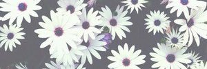 johnson_briona's profile banner image