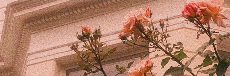 dintynabiha's profile banner image