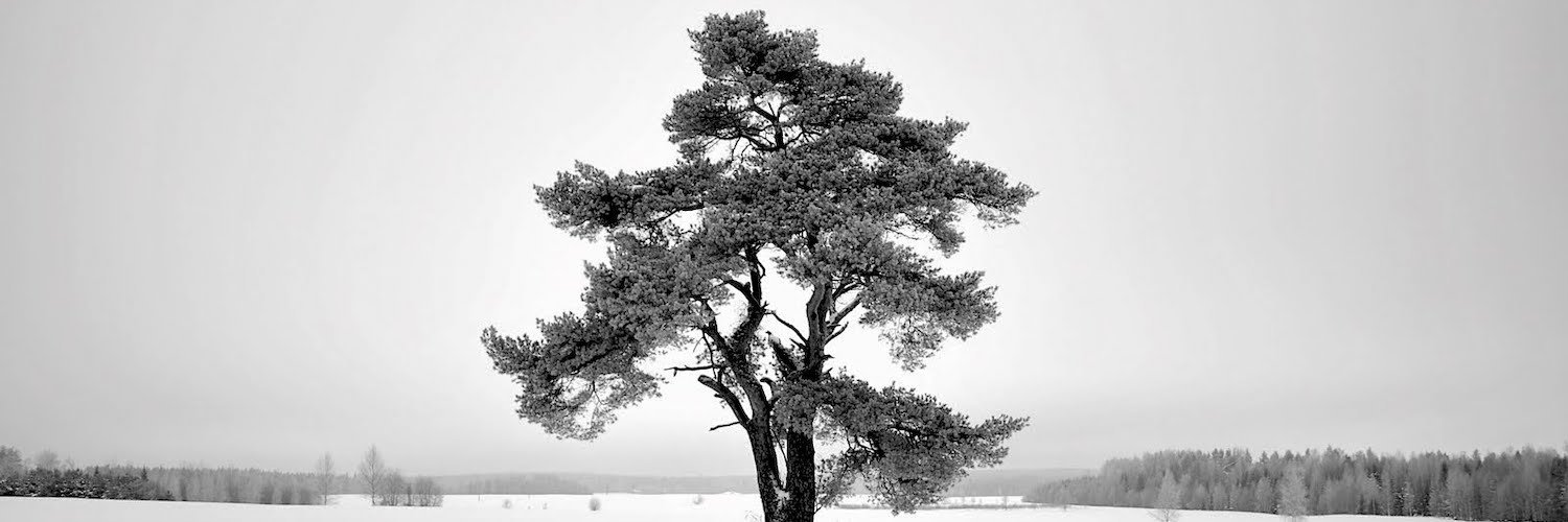 siimulation's profile banner image