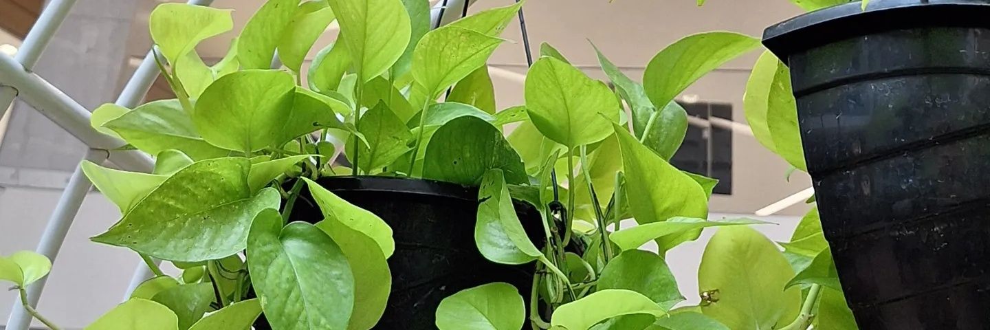 — lulu banner