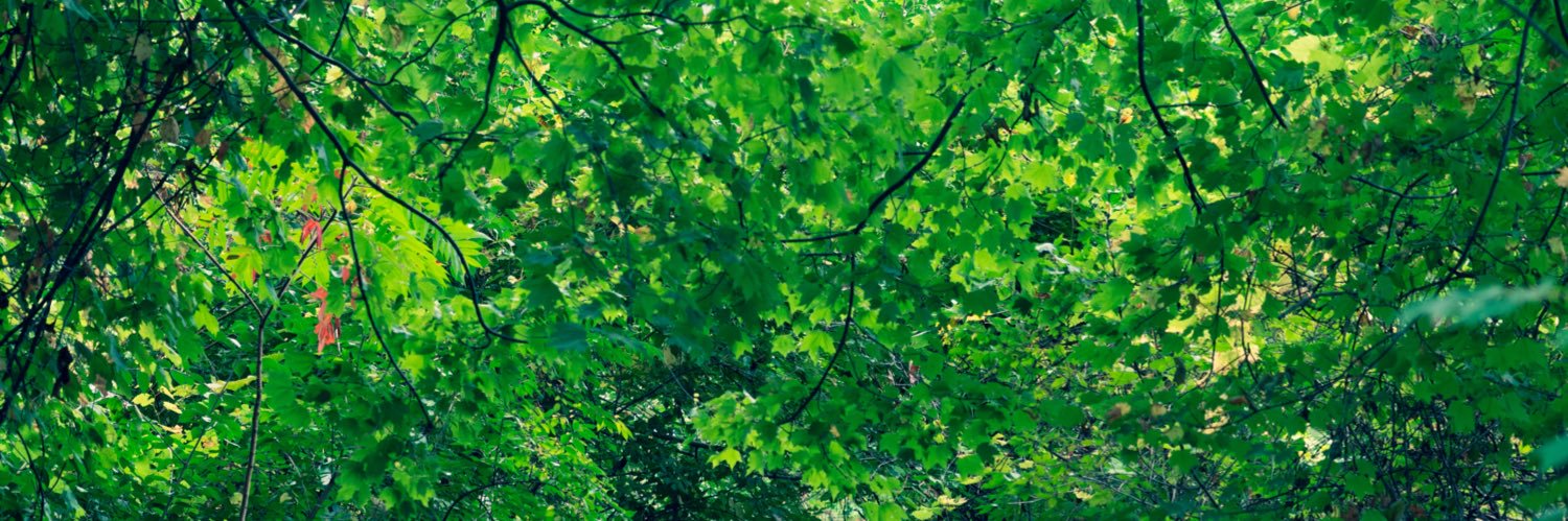 Steven_RChen's profile banner image