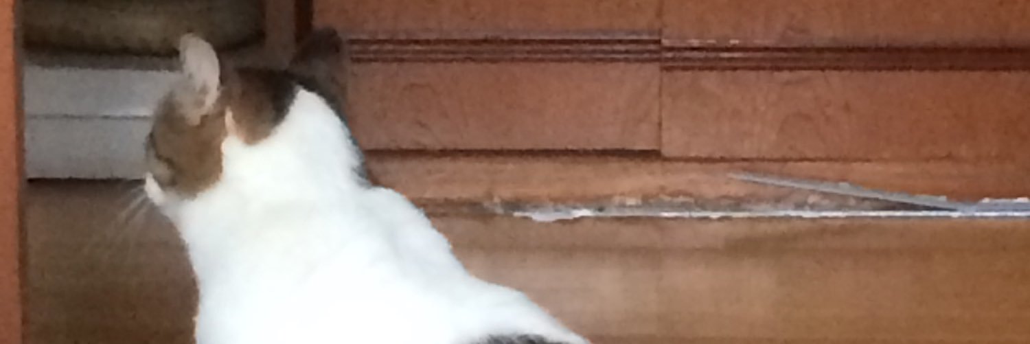 sobako1998's profile banner image