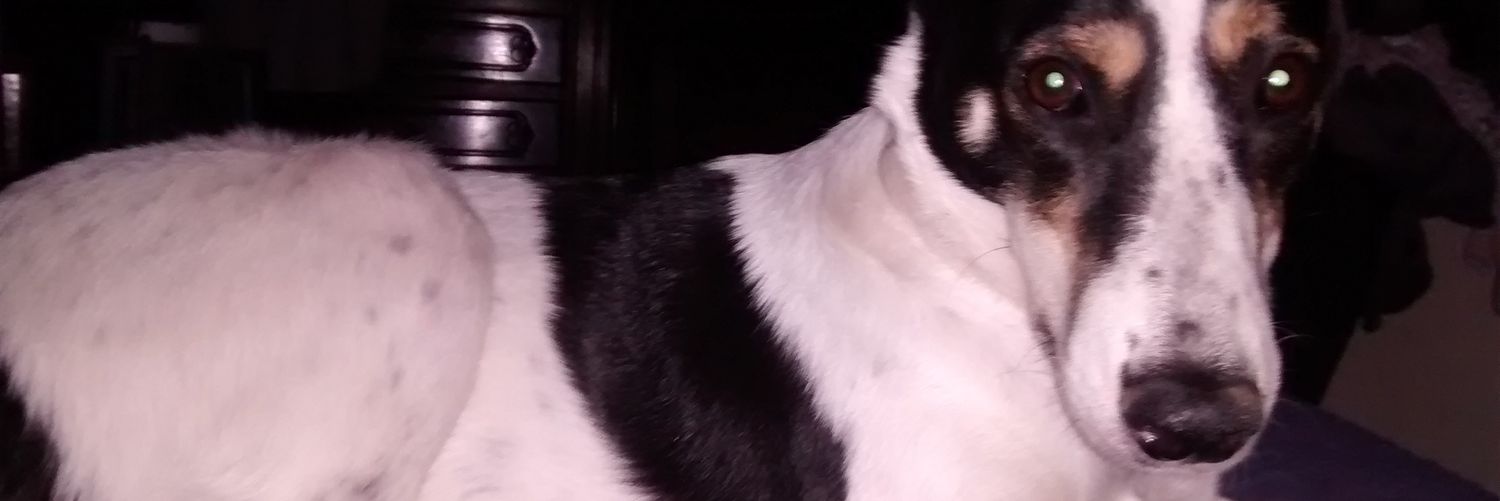 Catutun's profile banner image