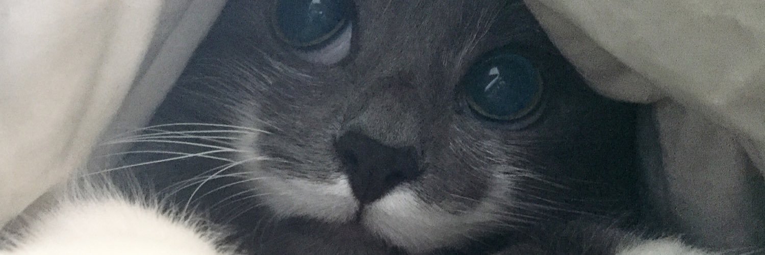 TheMustacheCat's profile banner image