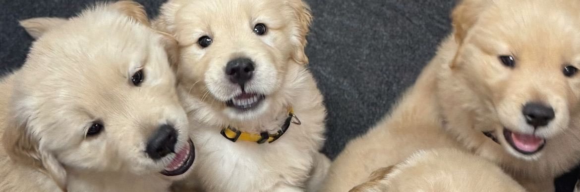 น้องเด็กน้อย banner