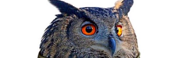 Sqeaky1149 Profile Banner