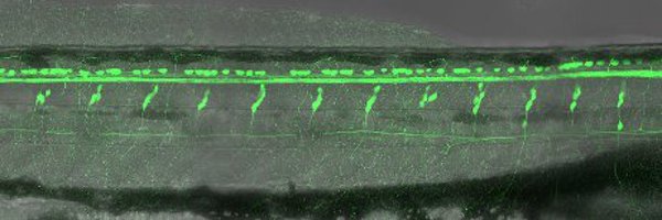 DrZJHall Profile Banner
