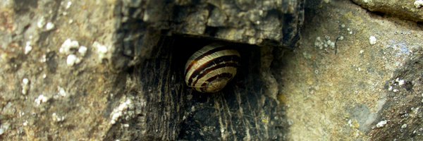 delerium69 Profile Banner