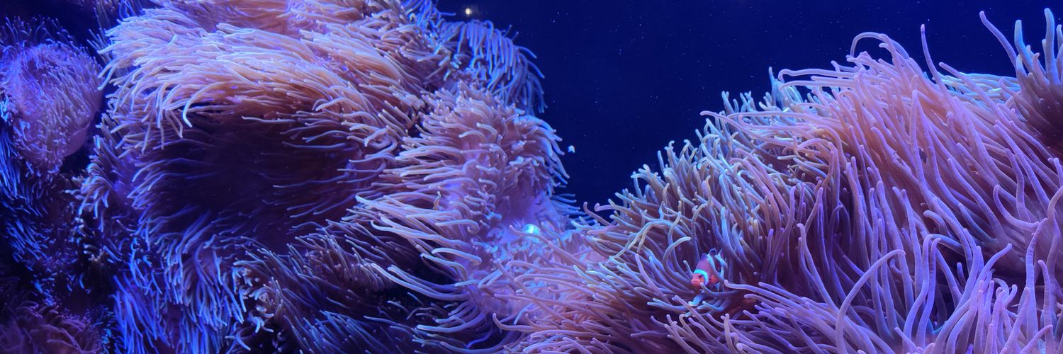 🐾 Stinky Fur 🐾 ⏩ MFF banner