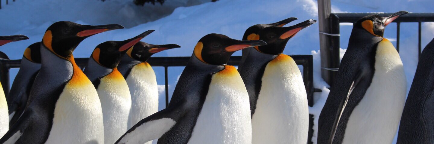 Penguin 🐧🐨🐯🐼💕 banner