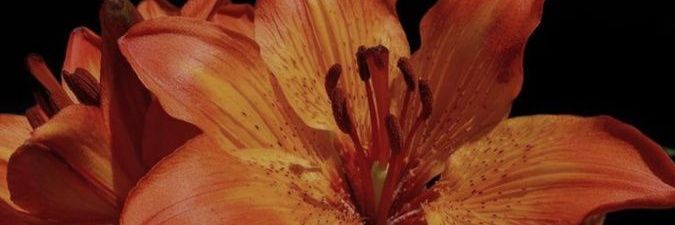 elifjsc's profile banner image