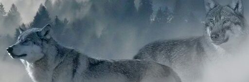 Emre Köroğlu 🇹🇷 banner