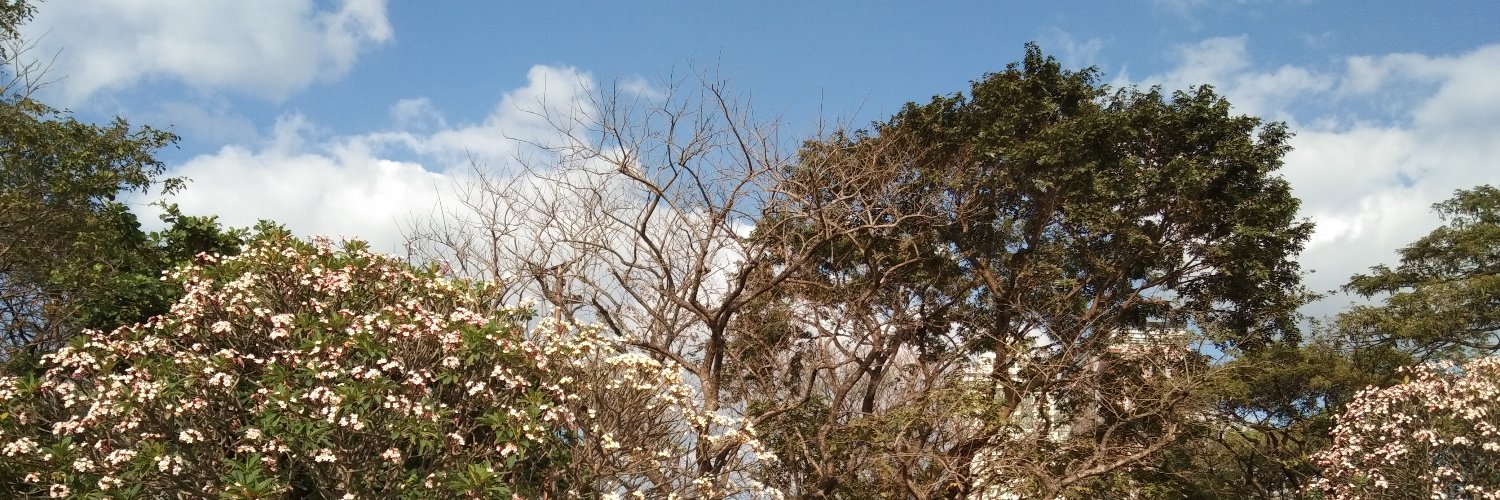 CATALYST | dattebayo.near banner