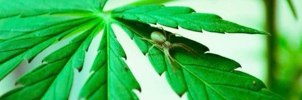 eugenezorg Profile Banner