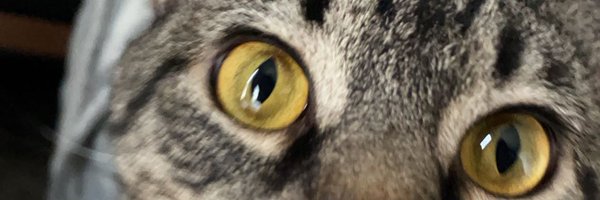 WilfurTheCat Profile Banner