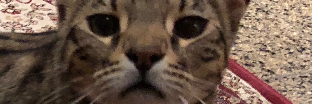 ZainAshrafz's profile banner image