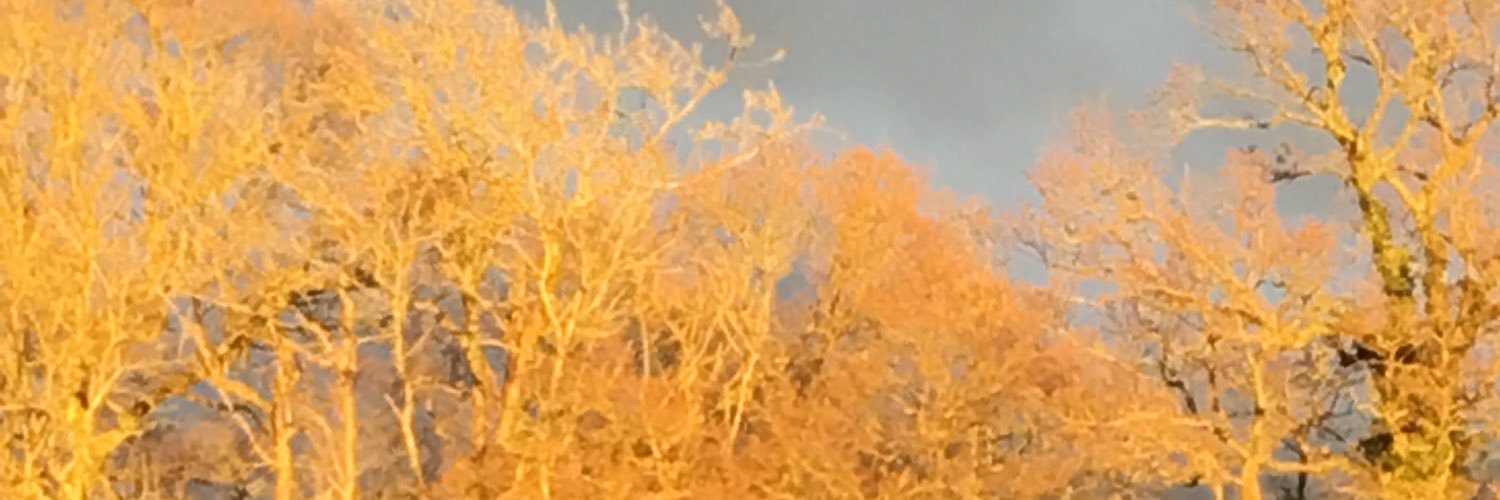 Burdfields's profile banner image