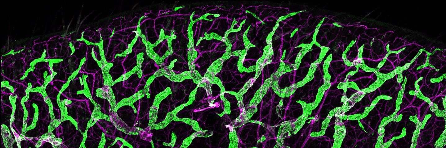 Jun.-Prof. Kerstin Wilhelm-Jüngling banner