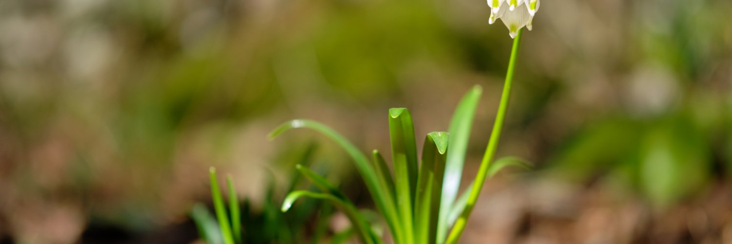 JudkinsLesch's profile banner image