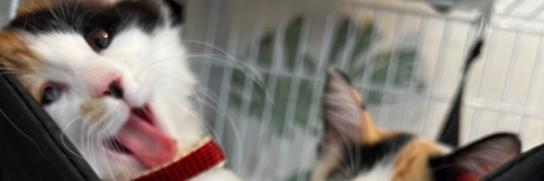 cuncun's profile banner image