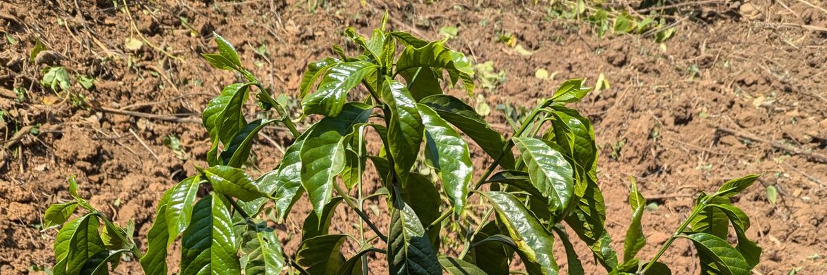 Agriculture Teacher 🧑‍🏫🧑‍🌾 banner