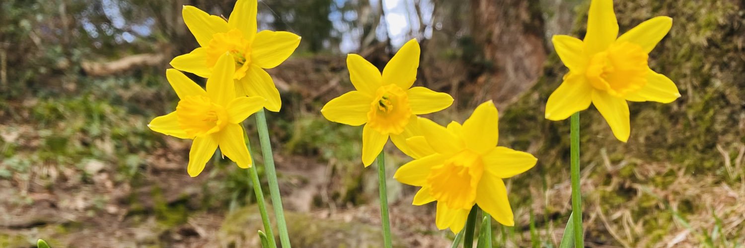 Siân Finlayson banner