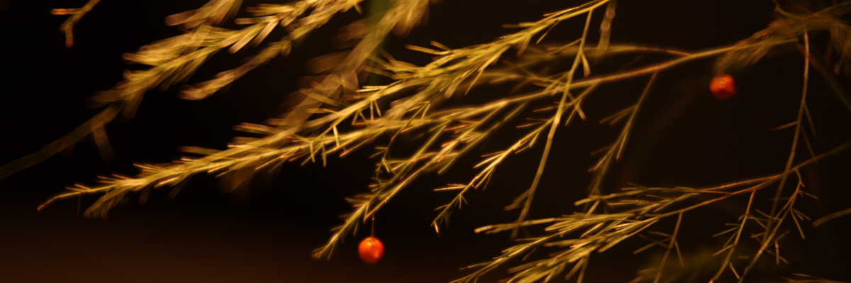 yanma111's profile banner image