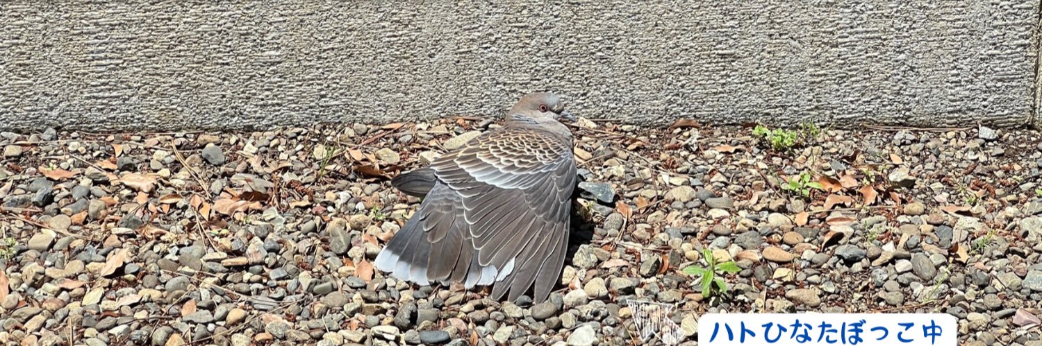 八鳥ろく🫖3/27-29原宿デザフェスギャラリー banner