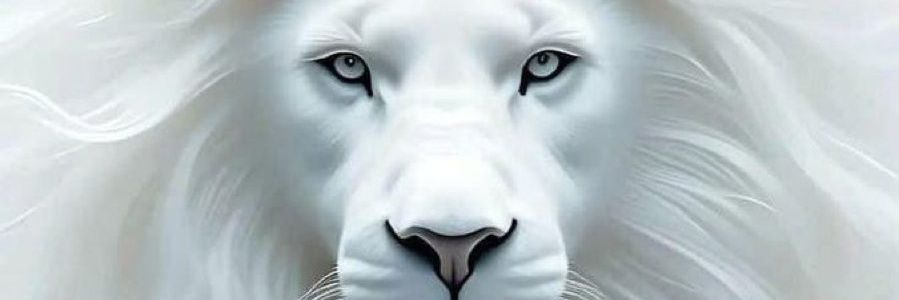 pandinhas_dos's profile banner image
