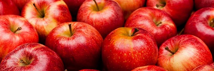 OsamaBinApple's profile banner image