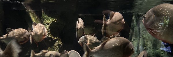 pirarucu_xxx Profile Banner