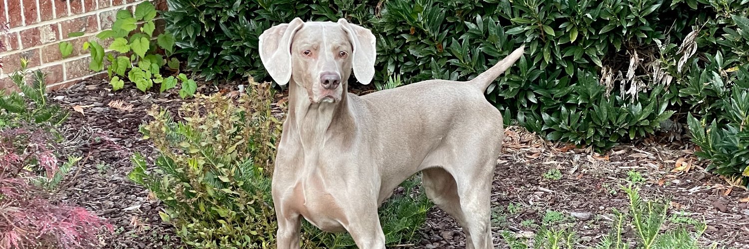 NashvilleHawk banner